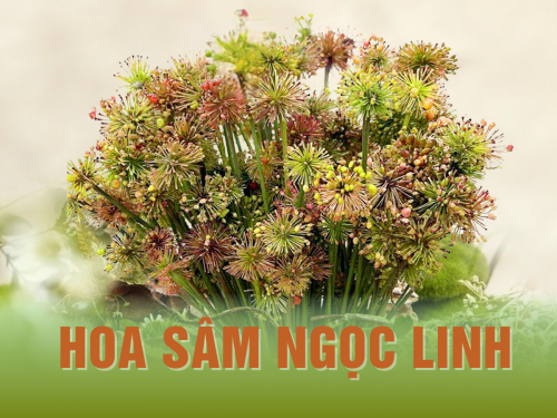 Giải đáp về hoa sâm Ngọc Linh: Công dụng và cách phân biệt hoa sâm thật